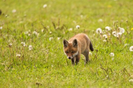 Bild-Nr: 11510067 junger Fuchs Erstellt von: Jens Kalanke