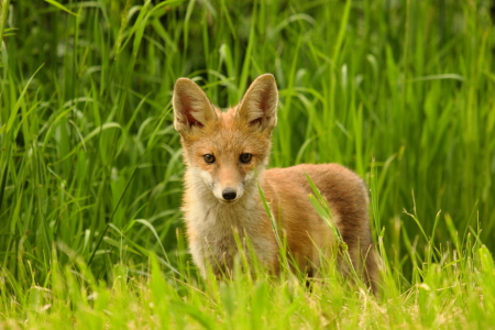 Bild-Nr: 11510274 junger Fuchs auf Endeckungstour  Erstellt von: Uwe Fuchs