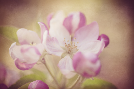 Bild-Nr: 11510747 Apfelblüte Erstellt von: Brigitte Sanladerer