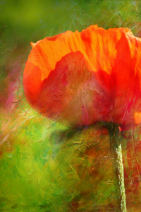 Bild-Nr: 11511411 Mohn Erstellt von: Heike Hultsch