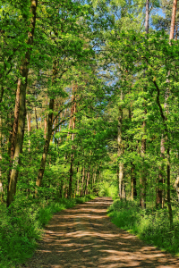 Bild-Nr: 11511450 Waldweg im Juni Erstellt von: Gisela Scheffbuch