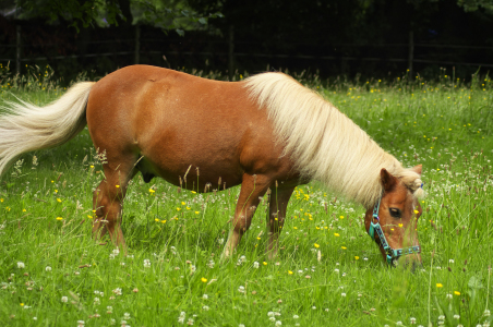 Bild-Nr: 11511683 Shetlandpony  Erstellt von: Angela  Dölling