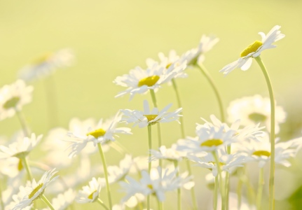 Bild-Nr: 11512151 sunday flowers Erstellt von: Ursula Reins