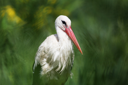 Bild-Nr: 11513199 Der Storch Erstellt von: FotoDeHRO