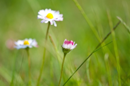 Bild-Nr: 11513330 Gänseblümchen Erstellt von: UweGrosenick