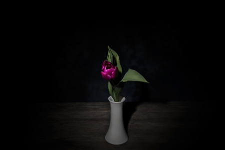 Bild-Nr: 11513977 Tulpe Erstellt von: spima