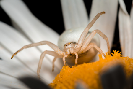 Bild-Nr: 11514049 Krabbenspinne Misumena  in weis Erstellt von: Richard-Young