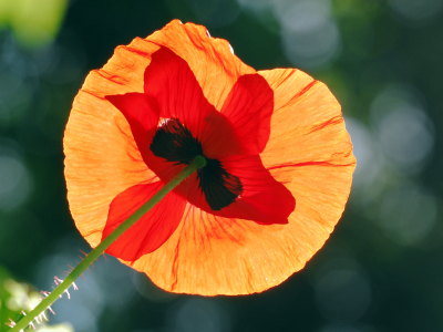 Bild-Nr: 11514358 Mohn im Sonnengegenlicht Erstellt von: Ostfriese