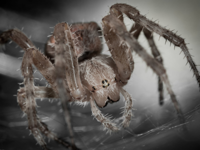 Bild-Nr: 11514872 Kreuzspinne , Araneus Erstellt von: Richard-Young