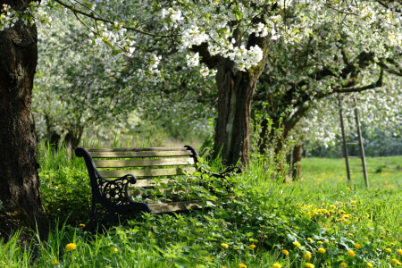 Bild-Nr: 11515405 Der Frühling kommt Erstellt von: Lichtklicker