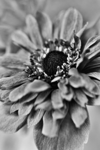 Bild-Nr: 11515587 Anemone Erstellt von: Saskia1981