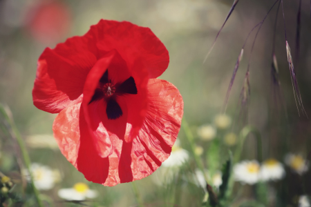 Bild-Nr: 11515831 In der Blumenwiese Erstellt von: FotoDeHRO