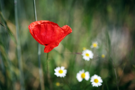 Bild-Nr: 11515841 Blumenwiese Erstellt von: FotoDeHRO