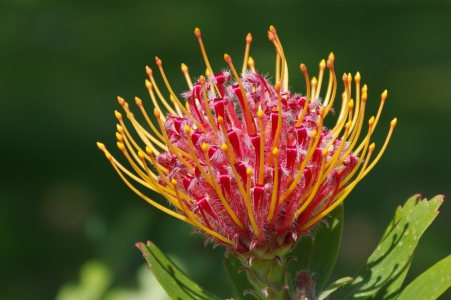 Bild-Nr: 11516179 Pincushion protea Erstellt von: gabii40