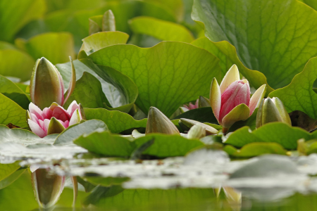 Bild-Nr: 11516325 Die Zwerg Seerose - Nymphaea tetragona Erstellt von: WildlifePhotography