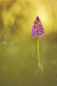 Bild-Nr: 11516565 wilde Orchideen III Erstellt von: Daniela Beyer