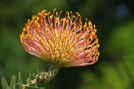 Bild-Nr: 11517495 PINCUSHION-PROTEA Erstellt von: gabii40