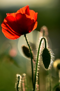 Bild-Nr: 11517541 Gegenlichtmohn Erstellt von: Ostfriese