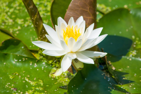 Bild-Nr: 11518813 Seerose Erstellt von: Karin Sigwarth