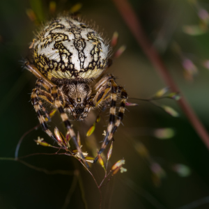 Bild-Nr: 11518893 Eichblatt-Radnetzspinne Aculepeira ceropegia Erstellt von: Richard-Young