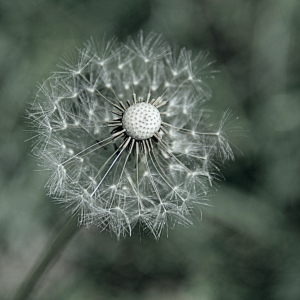 Bild-Nr: 11519078 dandelion Erstellt von: GUGIGEI