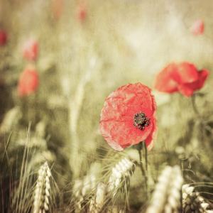 Bild-Nr: 11519542 Mohn im Feld Erstellt von: hannes cmarits