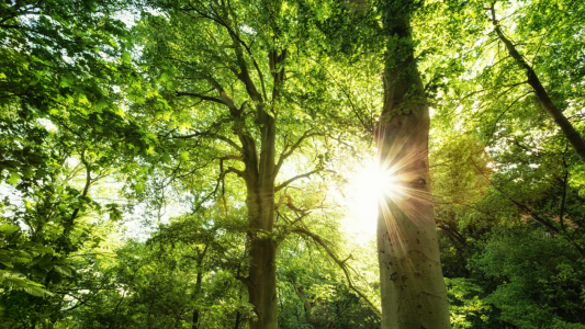 Bild-Nr: 11520013 Wald und Sonnenschein Erstellt von: Oliver Henze