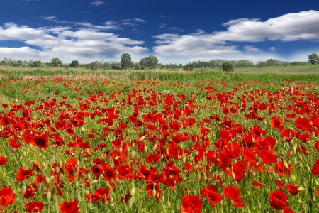 Bild-Nr: 11520417 Mohnblumenwiese  Erstellt von: Renate Knapp