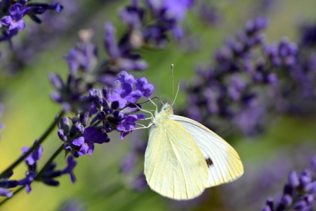 Bild-Nr: 11521253 .. am Lavendel .. Erstellt von: GUGIGEI