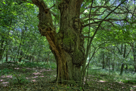 Bild-Nr: 11521703 Knorriger alter Baum Erstellt von: RonNi