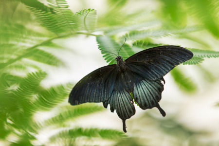 Bild-Nr: 11523209 Papilio Erstellt von: Thomas Herzog