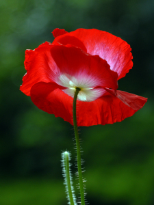 Bild-Nr: 11523525 Leuchtende Mohnblüte  Erstellt von: Ostfriese