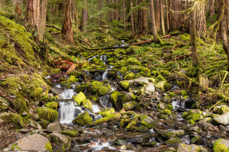 Bild-Nr: 11523639 Olympic National Park Erstellt von: TomKli