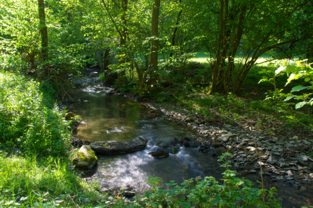 Bild-Nr: 11523789 Bachlauf im Frühlingswald Erstellt von: RonNi