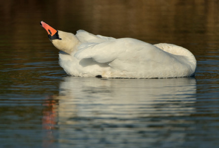 Bild-Nr: 11524125 Schwan Erstellt von: Sabine Schmidt