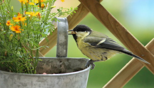 Bild-Nr: 11524363 Meise im Garten Erstellt von: Heike Hultsch