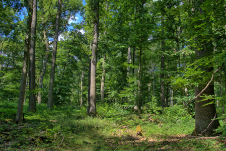 Bild-Nr: 11524871 Licht und Schatten im Sommerwald Erstellt von: RonNi