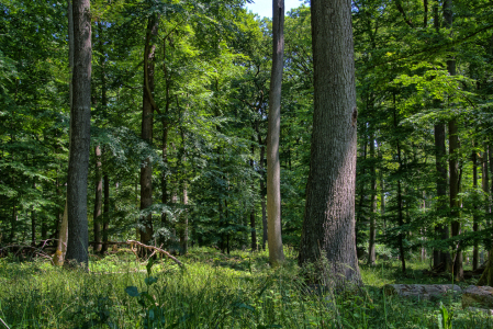 Bild-Nr: 11524873 Im lichten Sommerwald Erstellt von: RonNi