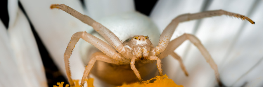 Bild-Nr: 11525284 Krabbenspinne Misumena  in weis Erstellt von: Richard-Young