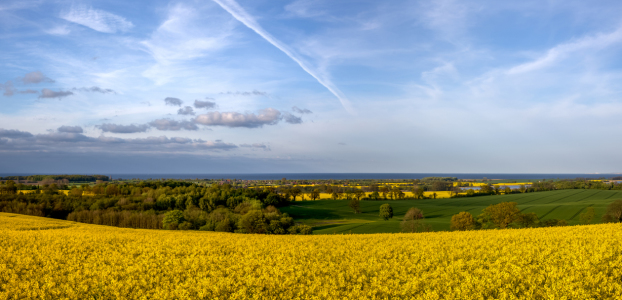 Bild-Nr: 11525754 Raps mit Ostseeblick Erstellt von: Landhans