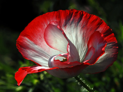 Bild-Nr: 11527010 Mohnblüte im Licht Erstellt von: Ostfriese