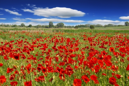 Bild-Nr: 11527212 Mohnblumenwiese  Erstellt von: Renate Knapp