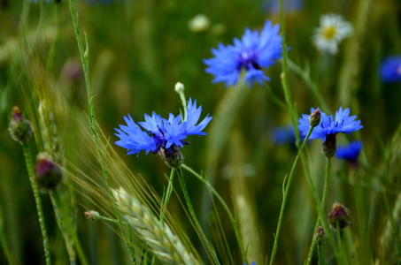 Bild-Nr: 11527308 Kornblumen in einem Kornfeld Erstellt von: I. Heuer