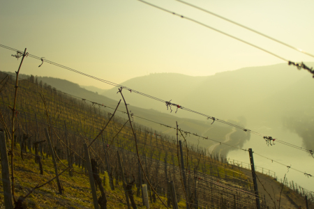 Bild-Nr: 11527318 Weinberg an der Mosel Erstellt von: MarRey