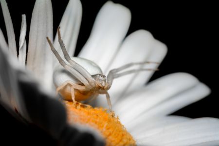 Bild-Nr: 11527710 Krabbenspinne Misumena  in weis Erstellt von: Richard-Young