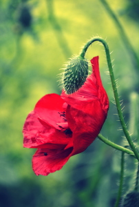 Bild-Nr: 11528826 Mohn-Blüte-Knospe-Impression Erstellt von: GUGIGEI