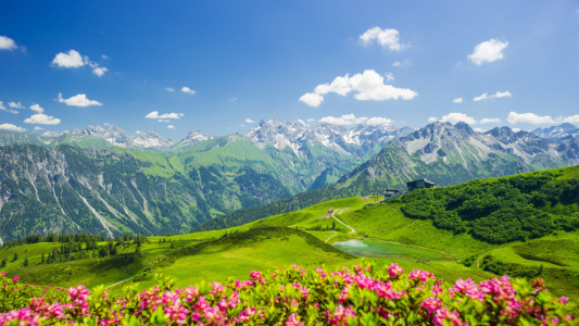 Bild-Nr: 11529432 Alpenrosenblüte, Fellhorn, Allgäu Erstellt von: Walter G. Allgöwer