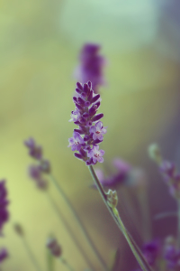 Bild-Nr: 11529470 Lavendel Erstellt von: Heike  Hultsch