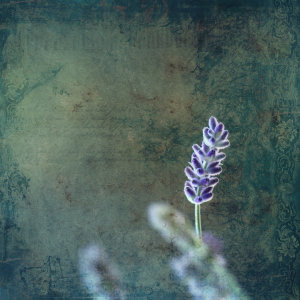 Bild-Nr: 11529628 Lavendel  Erstellt von: Heike  Hultsch