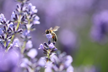 Bild-Nr: 11529748 Sommerimpressionen Erstellt von: Heike Hultsch